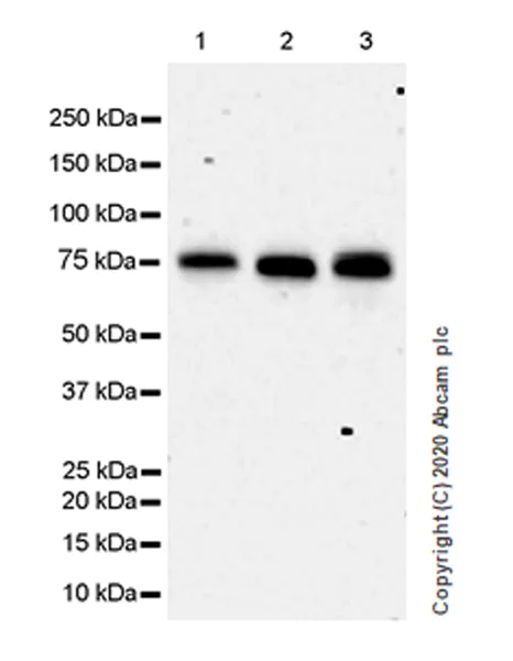 Western blot - Anti-HSF1 antibody [EPR23673-128] (AB242138)
