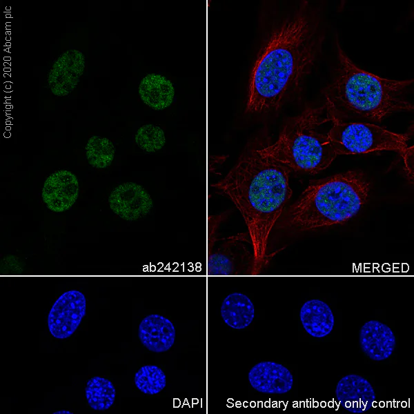 Immunocytochemistry/ Immunofluorescence - Anti-HSF1 antibody [EPR23673-128] - BSA and Azide free (AB275382)