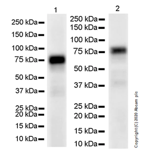 Western blot - Anti-HSF1 antibody [EPR23673-128] - BSA and Azide free (AB275382)