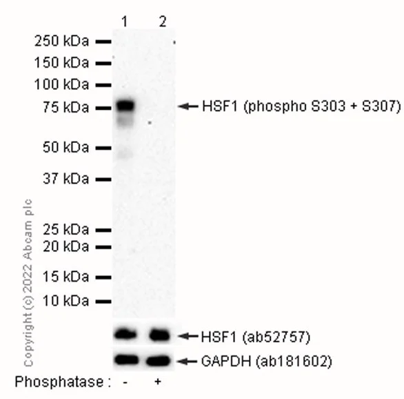 Western blot - Anti-HSF1 (phospho S303 + S307) antibody [EP1711Y] - BSA and Azide free (AB284770)