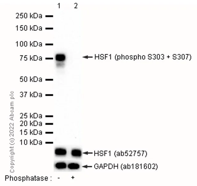 Western blot - Anti-HSF1 (phospho S303 + S307) antibody [EP1711Y] - BSA and Azide free (AB284770)