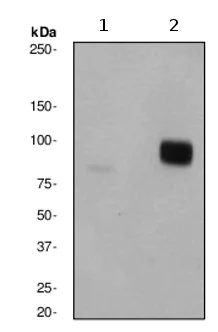 Western blot - Anti-HSF1 (phospho S320) antibody [EPR1712] - BSA and Azide free (AB247451)