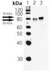 Western blot - Anti-HSF1 (phospho S326) antibody (AB115702)