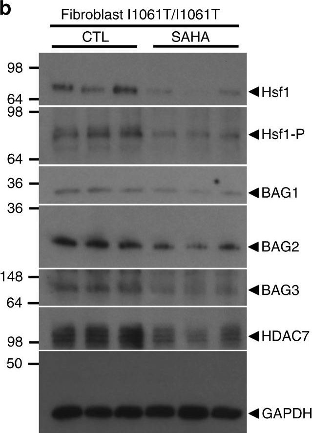 Western blot - Anti-HSF1 (phospho S326) antibody [EP1713Y] (AB76076)