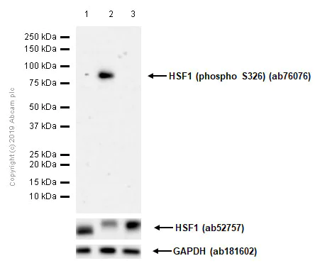 Western blot - Anti-HSF1 (phospho S326) antibody [EP1713Y] (AB76076)