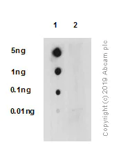 Dot Blot - Anti-HSF1 (phospho S326) antibody [EP1713Y] - BSA and Azide free (AB240928)