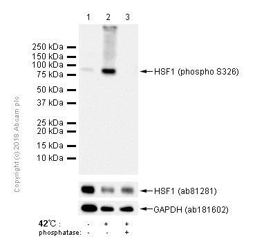 Western blot - Anti-HSF1 (phospho S326) antibody [EP1713Y] - BSA and Azide free (AB240928)