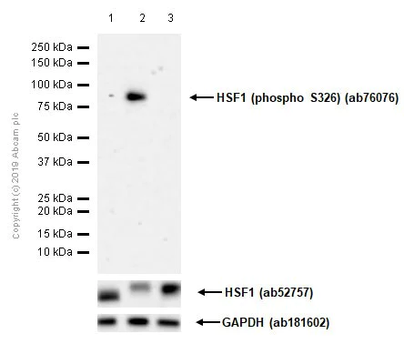 Western blot - Anti-HSF1 (phospho S326) antibody [EP1713Y] - BSA and Azide free (AB240928)