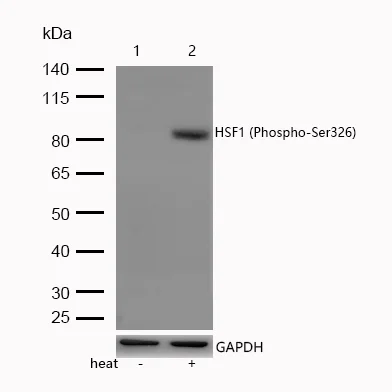 Western blot - Anti-HSF1 (phospho S326) antibody [SR2246] (AB326645)