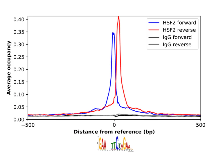 ChIP - Anti-HSF2 Antibody (AB327221)