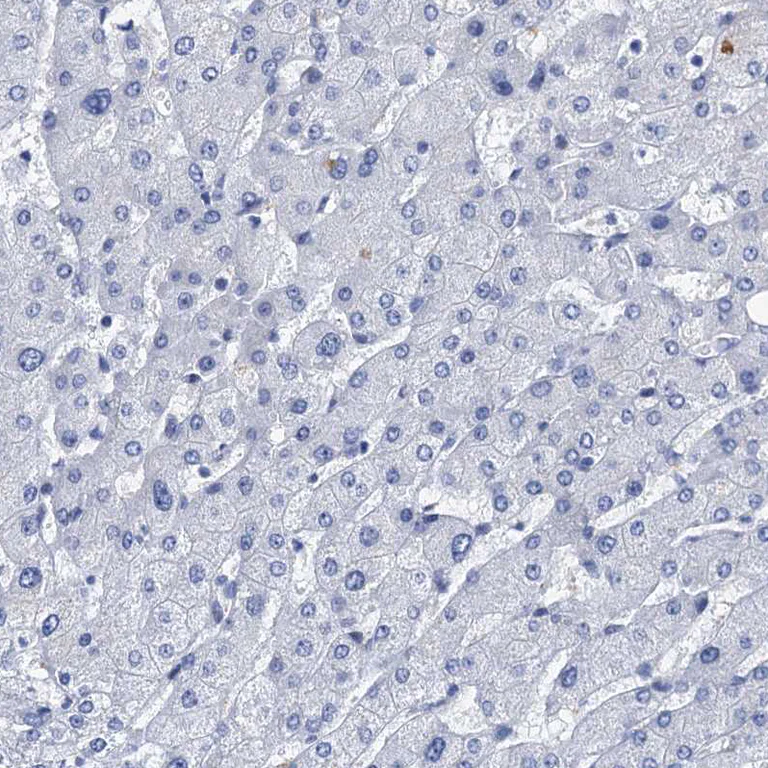 Immunohistochemistry (Formalin/PFA-fixed paraffin-embedded sections) - Anti-HSF2 Antibody (AB327221)