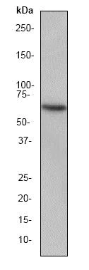 Western blot - Anti-HSF2 antibody [EPR1715Y] (AB52758)