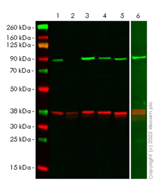 Western blot - Anti-Hsp 90 alpha antibody [EPR27270-11] (AB303516)