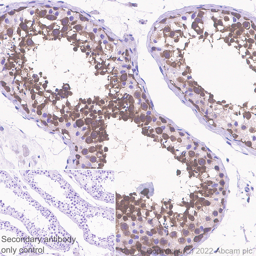 Immunohistochemistry (Formalin/PFA-fixed paraffin-embedded sections) - Anti-Hsp 90 alpha antibody [EPR27270-11] - BSA and Azide free (ab303517), expandable thumbnail