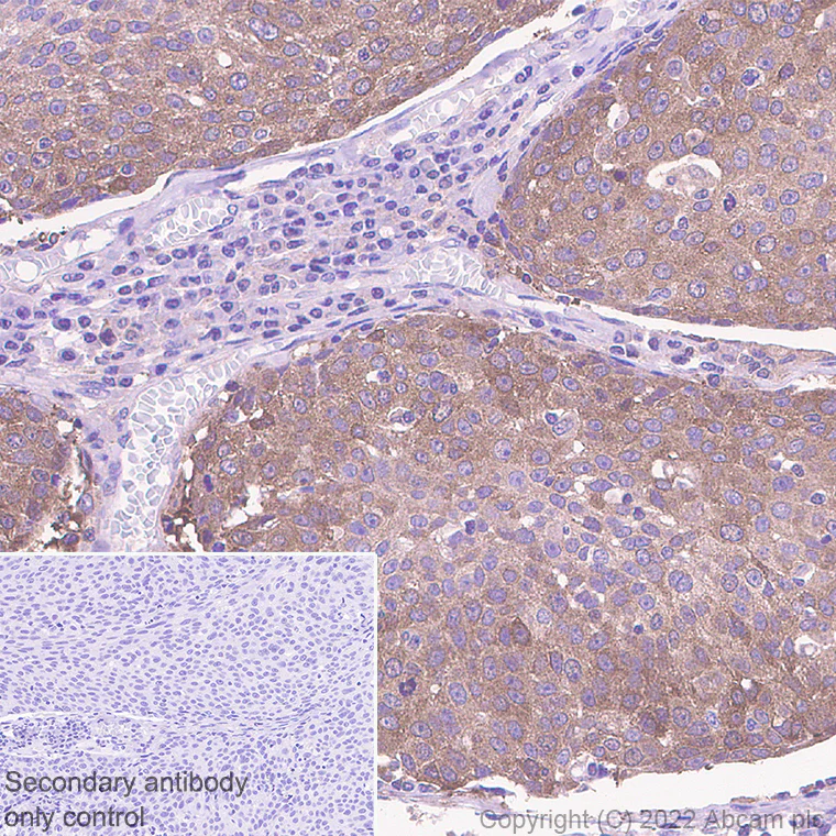 Immunohistochemistry (Formalin/PFA-fixed paraffin-embedded sections) - Anti-Hsp 90 alpha antibody [EPR27270-11] - BSA and Azide free (AB303517)