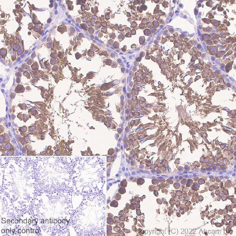 Immunohistochemistry (Formalin/PFA-fixed paraffin-embedded sections) - Anti-Hsp 90 alpha antibody [EPR27270-11] - BSA and Azide free (AB303517)