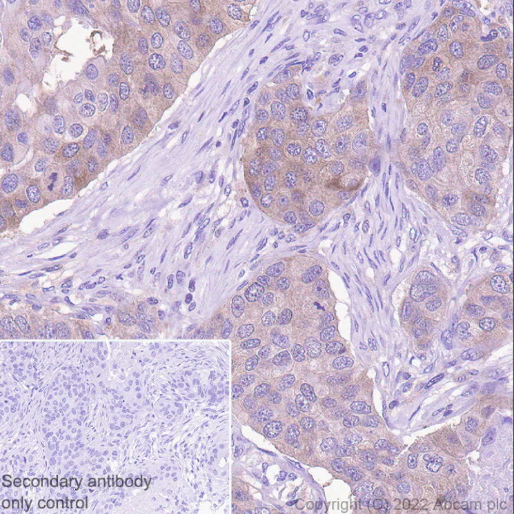 Immunohistochemistry (Formalin/PFA-fixed paraffin-embedded sections) - Anti-Hsp 90 alpha antibody [EPR27270-11] - BSA and Azide free (AB303517)