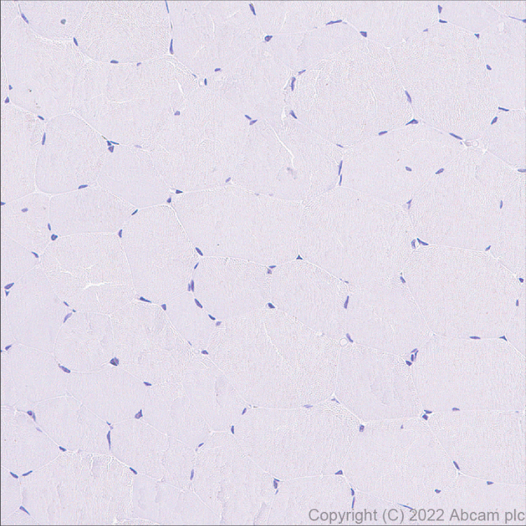 Immunohistochemistry (Formalin/PFA-fixed paraffin-embedded sections) - Anti-Hsp 90 alpha antibody [EPR27270-11] - BSA and Azide free (AB303517), expandable thumbnail