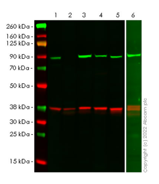 Western blot - Anti-Hsp 90 alpha antibody [EPR27270-11] - BSA and Azide free (ab303517), expandable thumbnail