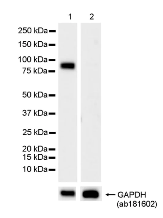 Western blot - Anti-Hsp 90 alpha antibody [EPR27270-11] - BSA and Azide free (AB303517)
