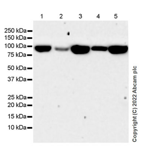 Western blot - Anti-Hsp 90 alpha antibody [EPR27270-11] - BSA and Azide free (ab303517), expandable thumbnail