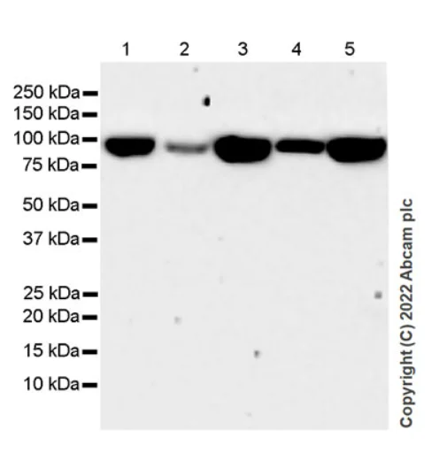 Western blot - Anti-Hsp 90 alpha antibody [EPR27270-11] - BSA and Azide free (AB303517)
