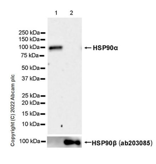 Western blot - Anti-Hsp 90 alpha antibody [EPR27270-11] - BSA and Azide free (ab303517), expandable thumbnail