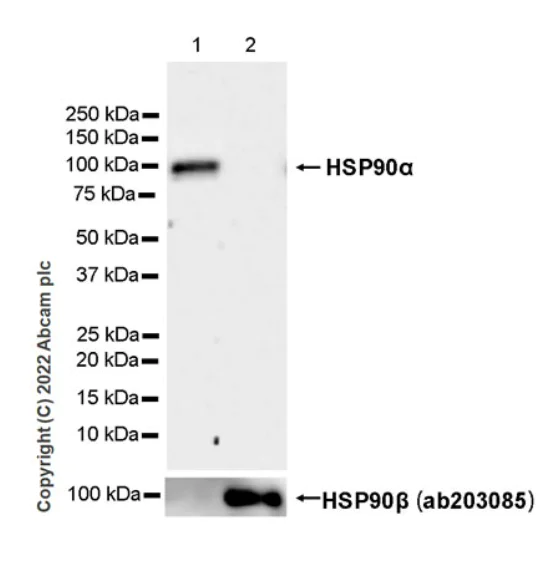 Western blot - Anti-Hsp 90 alpha antibody [EPR27270-11] - BSA and Azide free (AB303517)