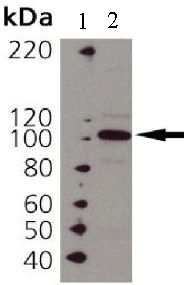 Western blot - Anti-Hsp104 antibody (AB69549)