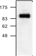 Western blot - Anti-Hsp105/HSP110 antibody (AB24503)