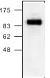 Western blot - Anti-Hsp105/HSP110 antibody (AB24503)