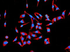 Immunocytochemistry/ Immunofluorescence - Anti-Hsp105/HSP110 antibody [EPR4576] (AB109624)