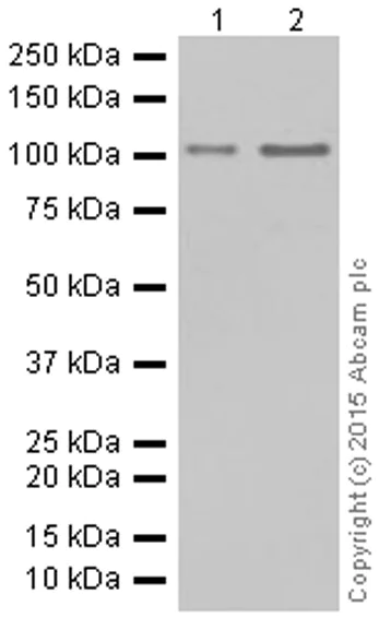 Western blot - Anti-Hsp105/HSP110 antibody [EPR4576] (AB109624)
