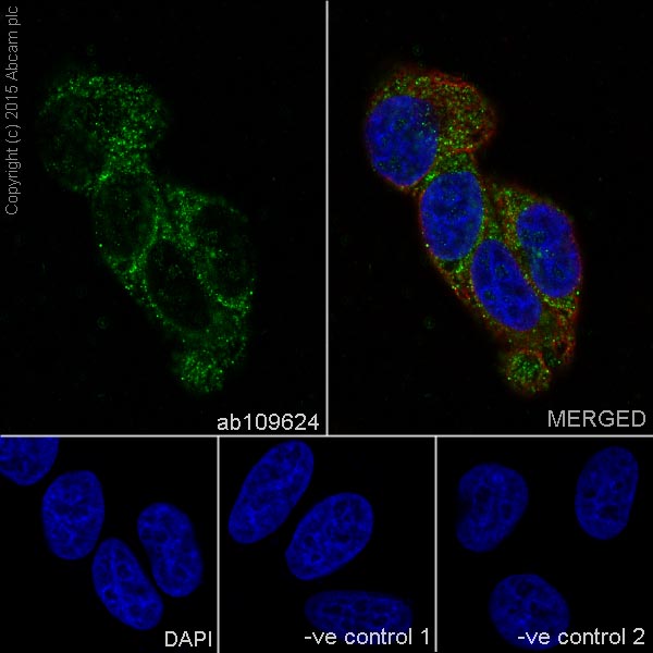 Immunocytochemistry/ Immunofluorescence - Anti-Hsp105/HSP110 antibody [EPR4576] - BSA and Azide free (AB247912), expandable thumbnail