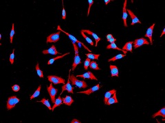 Immunocytochemistry/ Immunofluorescence - Anti-Hsp105/HSP110 antibody [EPR4576] - BSA and Azide free (ab247912), expandable thumbnail