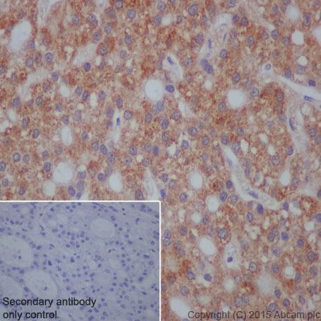 Immunohistochemistry (Formalin/PFA-fixed paraffin-embedded sections) - Anti-Hsp105/HSP110 antibody [EPR4576] - BSA and Azide free (AB247912), expandable thumbnail
