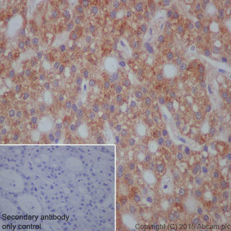 Immunohistochemistry (Formalin/PFA-fixed paraffin-embedded sections) - Anti-Hsp105/HSP110 antibody [EPR4576] - BSA and Azide free (AB247912)