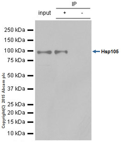 Immunoprecipitation - Anti-Hsp105/HSP110 antibody [EPR4576] - BSA and Azide free (AB247912), expandable thumbnail