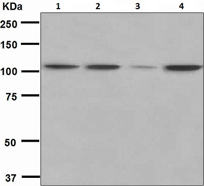 Western blot - Anti-Hsp105/HSP110 antibody [EPR4576] - BSA and Azide free (ab247912), expandable thumbnail