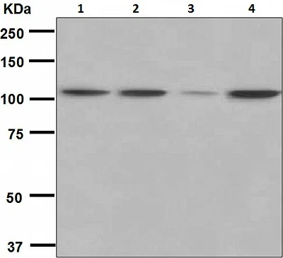 Western blot - Anti-Hsp105/HSP110 antibody [EPR4576] - BSA and Azide free (AB247912)
