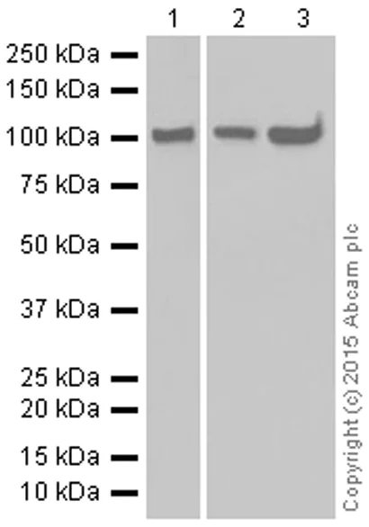 Western blot - Anti-Hsp105/HSP110 antibody [EPR4576] - BSA and Azide free (AB247912)