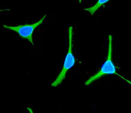 Immunocytochemistry/ Immunofluorescence - Anti-Hsp105/HSP110 antibody [EPR4577] (AB108625)