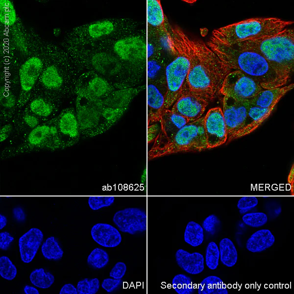 Immunocytochemistry/ Immunofluorescence - Anti-Hsp105/HSP110 antibody [EPR4577] (AB108625)