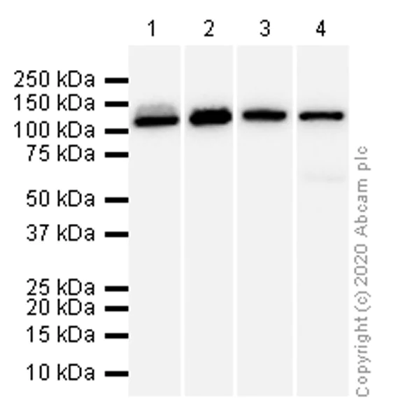 Western blot - Anti-Hsp105/HSP110 antibody [EPR4577] (AB108625)