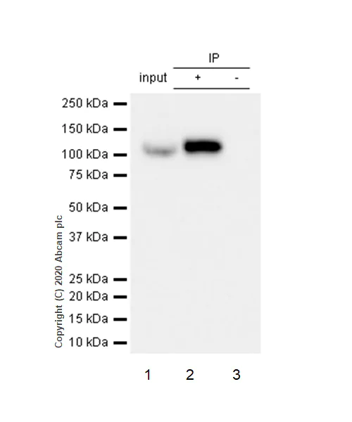 Immunoprecipitation - Anti-Hsp105/HSP110 antibody [EPR4577] - BSA and Azide free (AB247705)