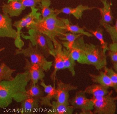 Immunocytochemistry/ Immunofluorescence - Anti-Hsp20 antibody (AB13491)