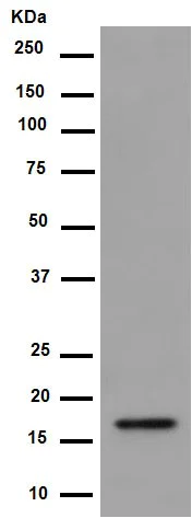 Western blot - Anti-Hsp20 antibody [EPR14457] - BSA and Azide free (AB250977)