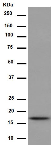 Western blot - Anti-Hsp20 antibody [EPR14457] - BSA and Azide free (AB250977), expandable thumbnail