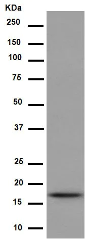Western blot - Anti-Hsp20 antibody [EPR14457] - N-terminal (AB188864)