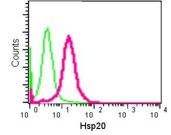 Flow Cytometry (Intracellular) - Anti-Hsp20 antibody [EPR14458] (AB184161)